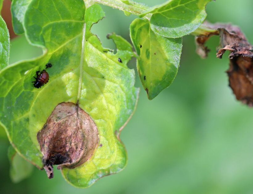 Phytophthora Dieback, in WA & the Role of Native Plants in Ecosystem Health 5 Phytophthora Dieback
