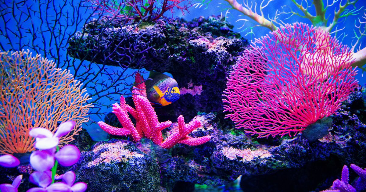 Home 9 coral reef