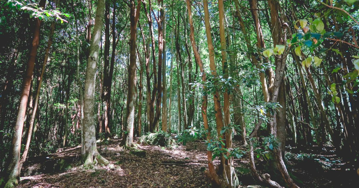 Home 8 forest floor australia