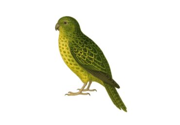 Home 13 Australian Night Parrot | The Mysterious Bird That Came Back from Extinction