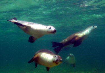 Home 14 Australian Sea Lions | Playful Guardians of the Southern Coast
